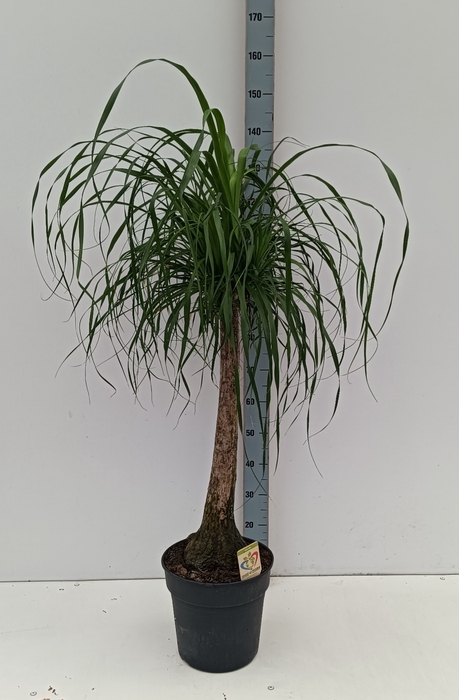 <h4>BEAUCARNEA RECUR</h4>