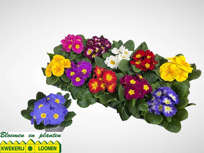 <h4>PRIM AC PARADISO GEM</h4>