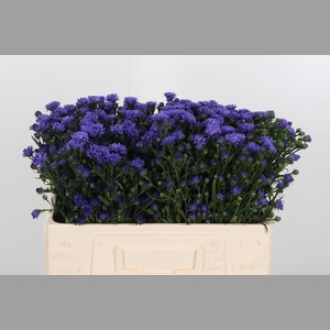 Ast Astee Dark Milka