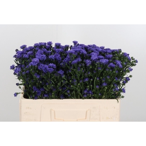 Ast Astee Dark Milka