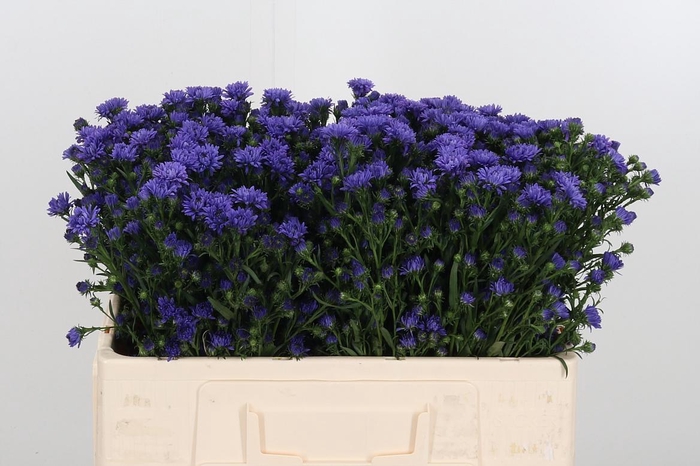 <h4>Ast Astee Dark Milka</h4>