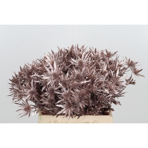 Eryn Orion Kl Bh Champagne