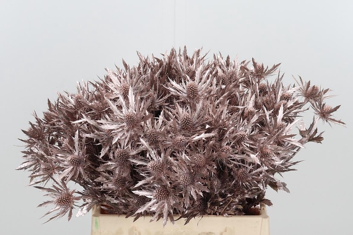 <h4>Eryn Orion Kl Bh Champagne</h4>