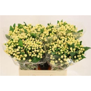 Hyp Mag White Prince