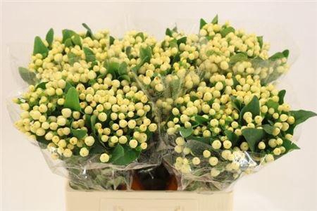 <h4>Hyp Mag White Prince</h4>