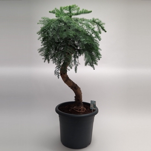 Araucaria Cunninghamii Bonsai in 40 cm sierpot