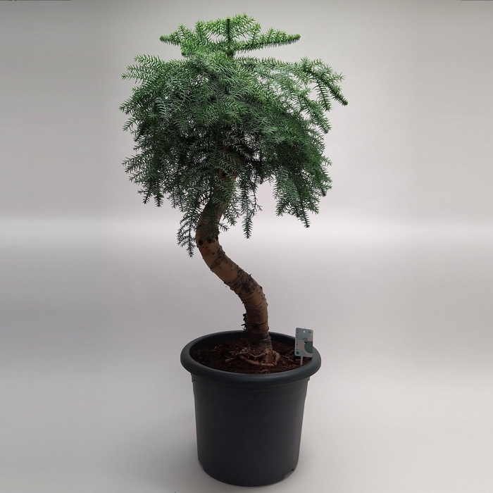 <h4>Araucaria Cunninghamii Bonsai in 40 cm sierpot</h4>