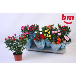 RO B MONDE GEM 7 SRT