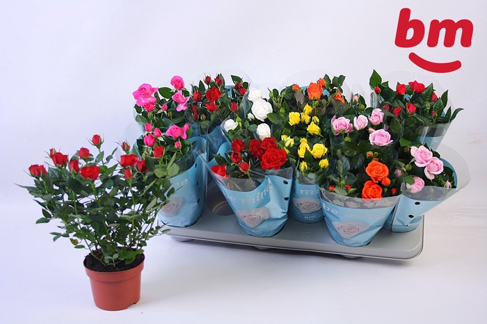 <h4>RO B MONDE GEM 7 SRT</h4>