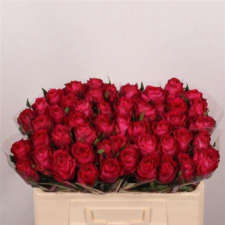 <h4>R Gr Madam Cerise</h4>