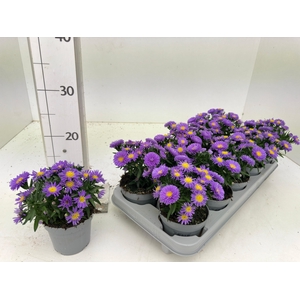 ASTER D AL PURPLE RO