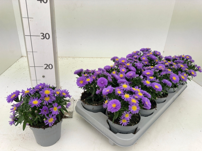 <h4>ASTER D AL PURPLE RO</h4>