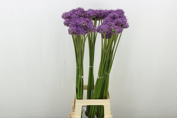 <h4>Allium Statos</h4>