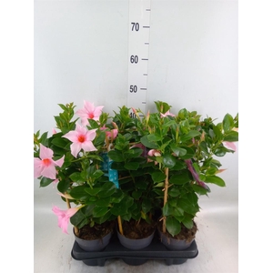 Mandevilla am. 'Sundav Cream Pink'