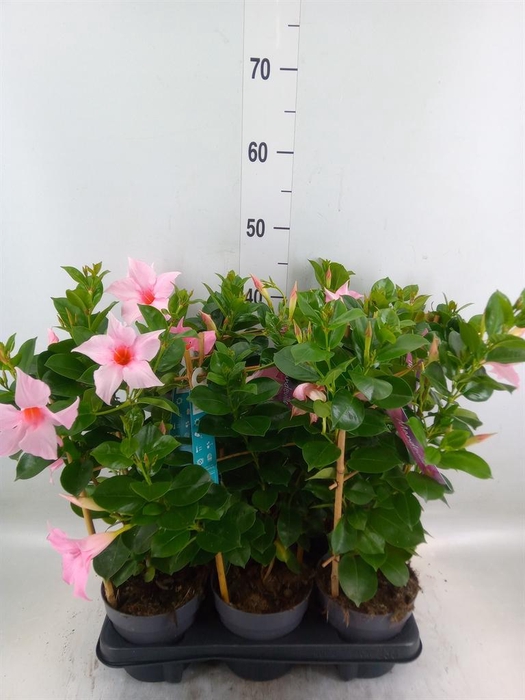 <h4>Mandevilla am. 'Sundav Cream Pink'</h4>