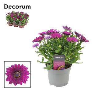 Osteospermum Deep Purple Decorum
