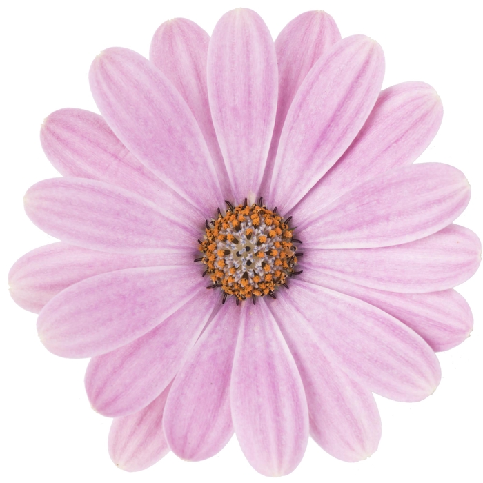 <h4>OSTEOSPERMUM ECKLONIS p11 pink romance</h4>