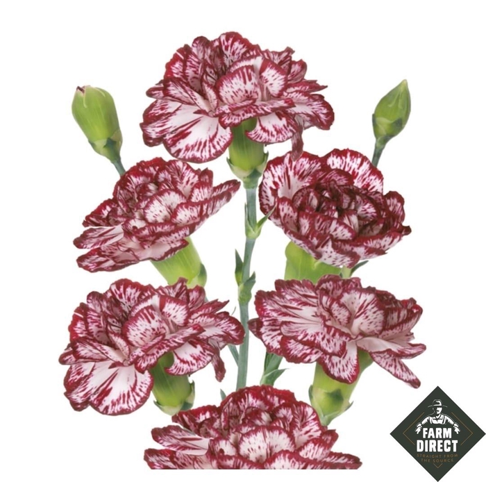 <h4>DI TR MINI BACARAT</h4>