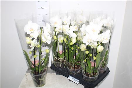 <h4>Phal El Cascade 2 Branches 14+</h4>