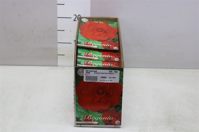 <h4>Bol Begonia Dubbel Rood 10 Zakjes X3</h4>