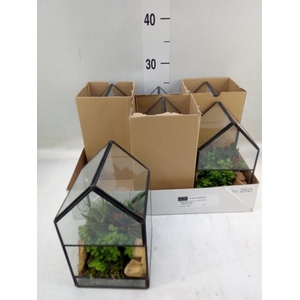 Arr.   Kamerplant Groen H%