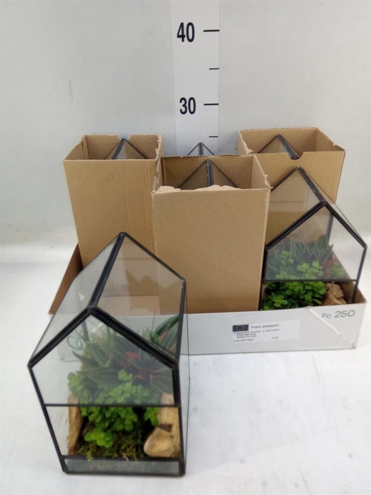 <h4>Arr.   Kamerplant Groen H%</h4>