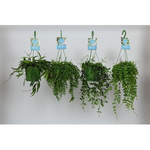 Hangplanten gemengd hang