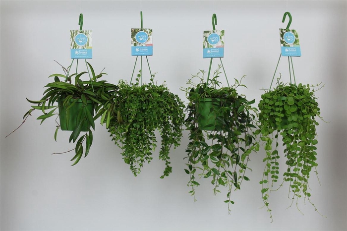 <h4>Hangplanten gemengd hang</h4>