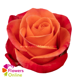 R Gr Orange Crush Orange 50cm EC