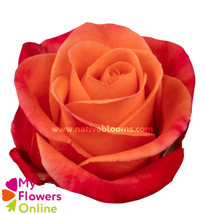R Gr Orange Crush Orange 50cm EC