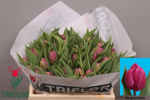 <h4>TU DU RESPECTABLE</h4>