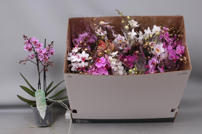 <h4>PHAL MF GEM 8 KL</h4>