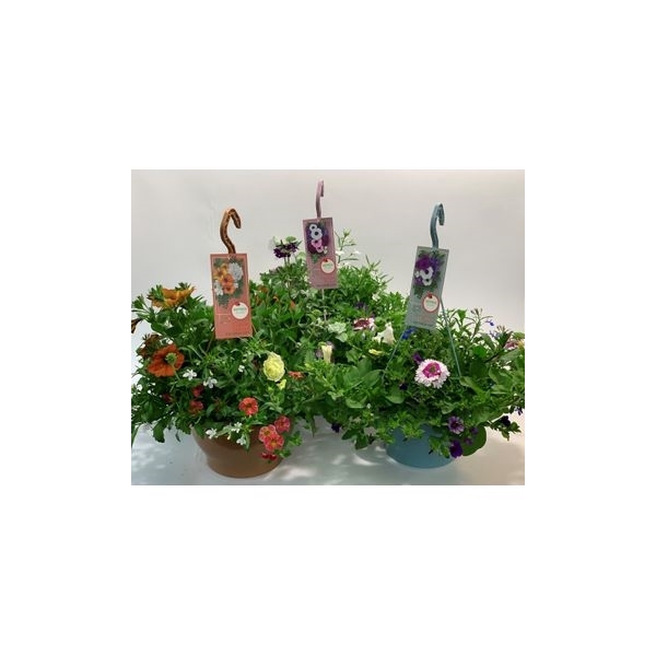 <h4>Hangpotten mix per pot ton sur tom</h4>