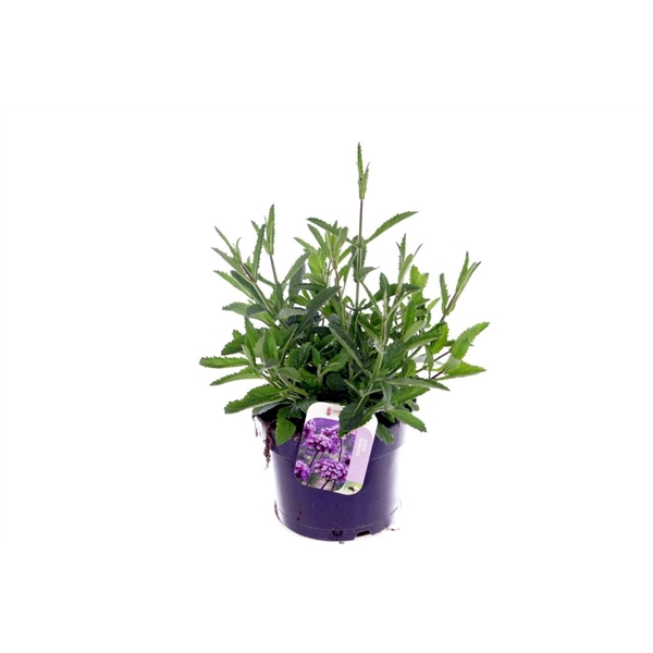 <h4>Verbena bonariensis Bonnie Blue</h4>