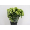 VIBURNUM OPOLUS 200GR