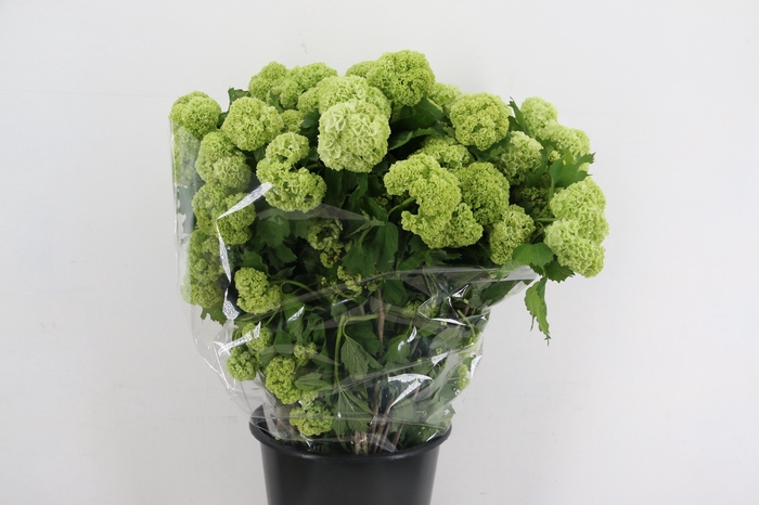 <h4>VIBURNUM OPOLUS 200GR</h4>