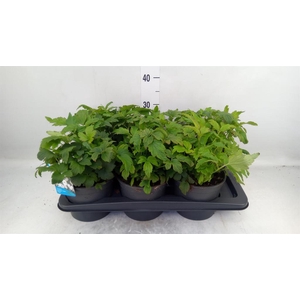Anemone hybrida 'Honorine Jobert'