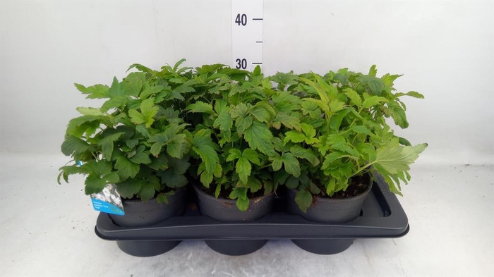 <h4>Anemone hybrida 'Honorine Jobert'</h4>