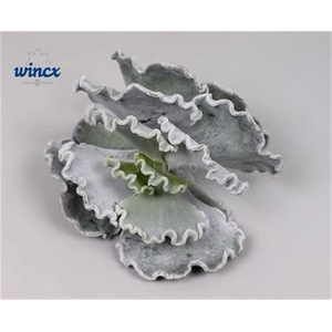 Cotyledon Undulata Cutflower