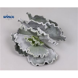 Cotyledon Undulata Cutflower