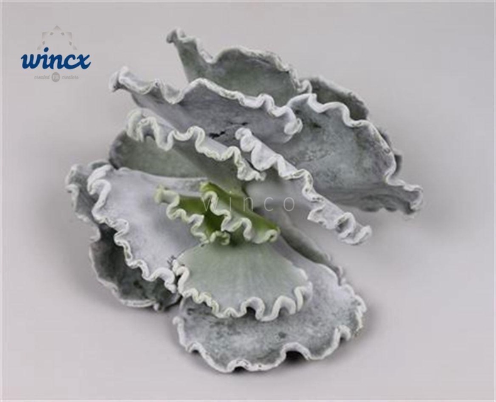 <h4>Cotyledon Undulata Cutflower</h4>