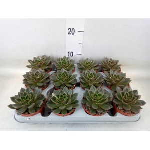 Echeveria   ...not flowering