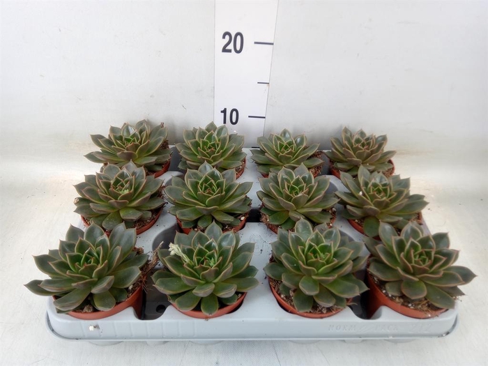 <h4>Echeveria ...not flowering</h4>