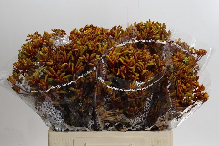 <h4>ANIGOZ GOLD FEVER</h4>