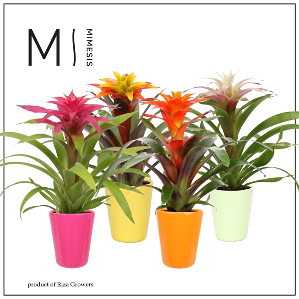 <h4>Mimesis Guzmania Happy - 12cm in Florence</h4>