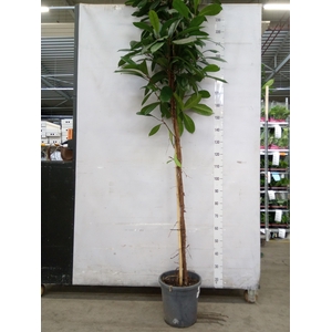 Ficus cyathistipula