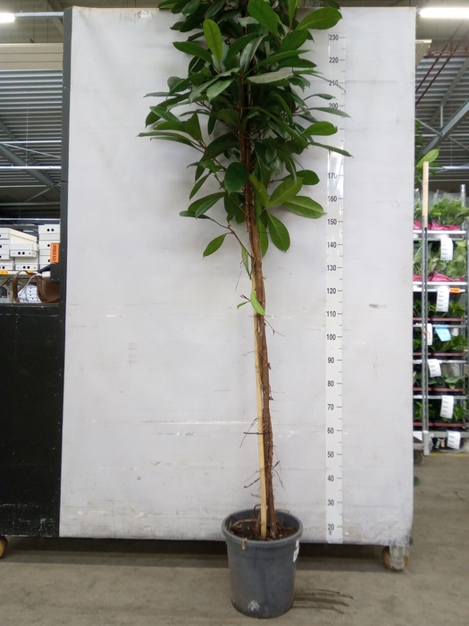 <h4>Ficus cyathistipula</h4>