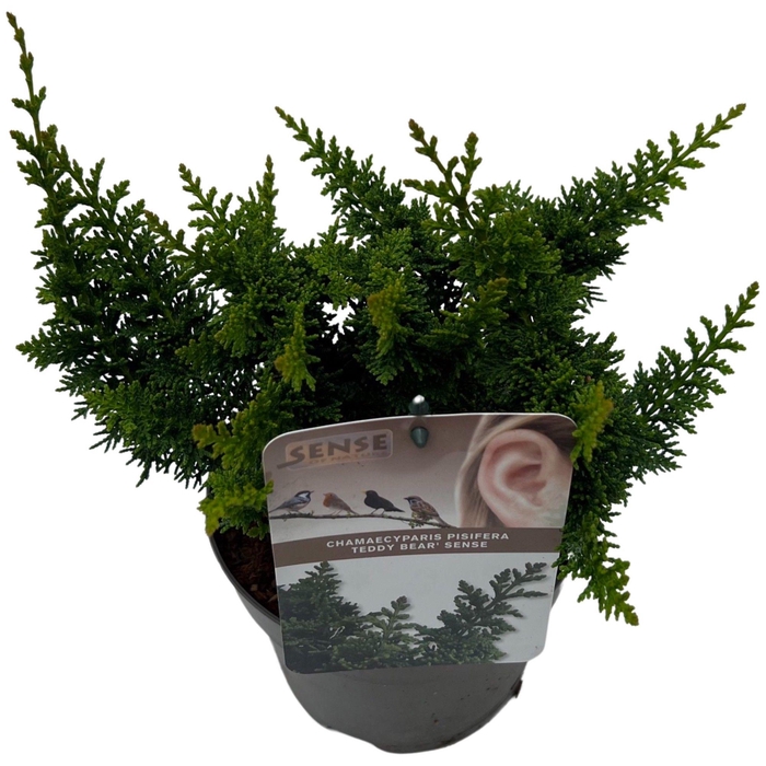 <h4>Chamaecyparis 'Teddy Bear' sense</h4>
