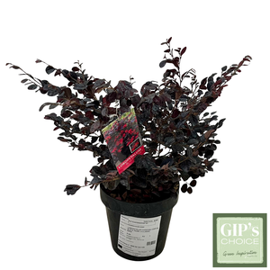 Loropetalum chin. 'Black Pearl' Bush P20