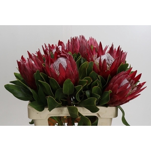 Protea Cynaroides Madiba